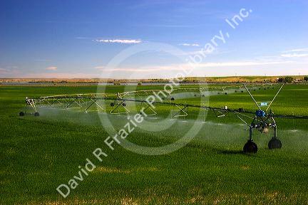 Sprinkler irrigation near Burley, Idaho.