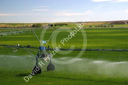 Sprinkler irrigation near Burley, Idaho.