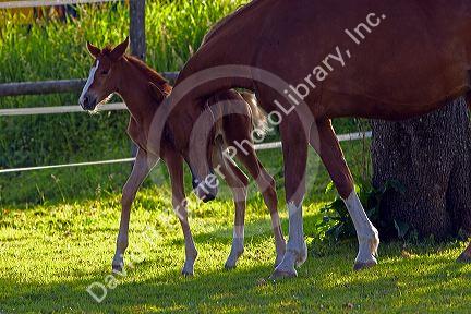 Mare and foal near Zurich, Switzerland.