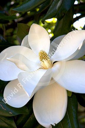 Magnolia tree.