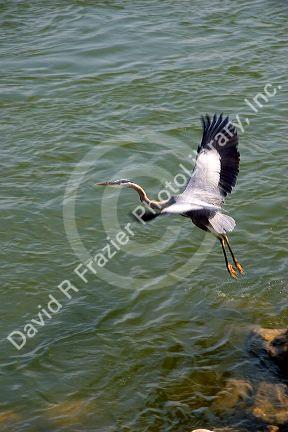 Great Blue heron in Tennessee.