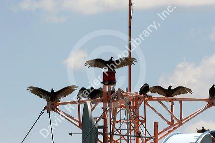 Vultures sit atop a tower at Bull Shoals Dam, Arkansas.