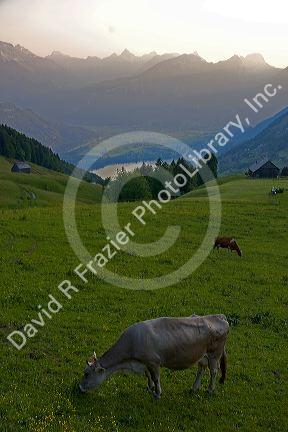 Cattle graze on a hillside at Amden, Switzerland.