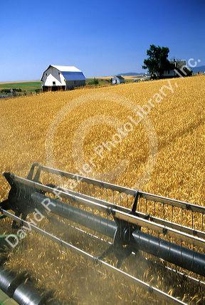 Harvesting wheat in central Idaho.