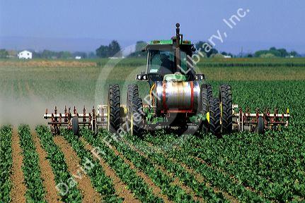 Cultivating and spraying sugar beets in Canyon County, Idaho.