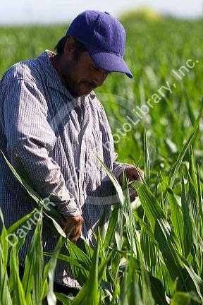 Migrant laborers work in a corn field, Canyon County, Idaho.