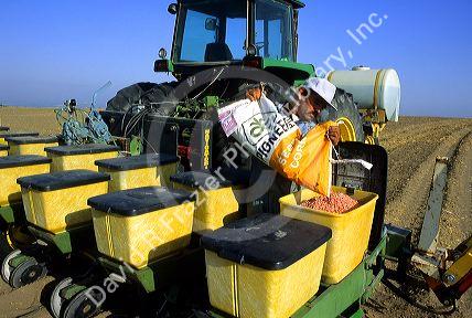A farmer filling planter with corn seed.