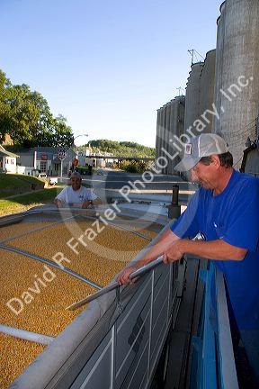 A worker sampling corn for moisture content at Glasgow, Missouri.