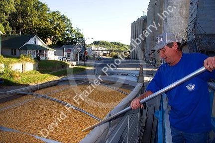 Worker sampling corn for moisture content at Glasgow, Missouri.