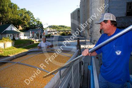 A worker sampling corn for moisture content at Glasgow, Missouri.