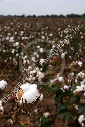 Cotton growing at New Madrid, Missouri.