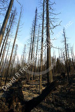 Yellowstone Park lodgepole pine trees destroyed by fire.