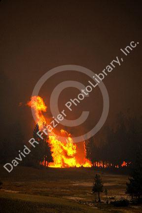 Fire in Yellowstone National Park, Wyoming consumes the lodgepole forests during the historic 1988 blaze.