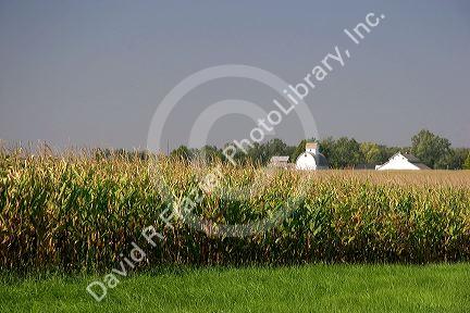 Farm and corn crop at Ladd, Illinois.
