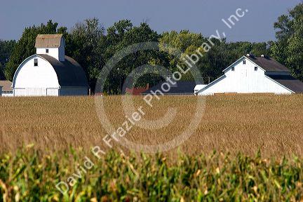 Farm at Ladd, Illinois.