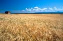 Barley field in Eastern Idaho.