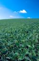 Soy bean field in Minnesota.