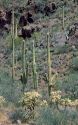 Saguro cactus and cholla in mixed desert landscape at Organ Pipe Monument, Arizona.