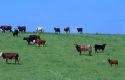 Cows grazing on pasture.