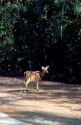 Everglades deer in Big Pine Key, Florida.