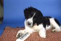 A springer spaniel mix puppy.