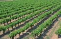 Vineyard south of Fresno, California along California highway 99.