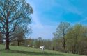 Pasture scene with white and brown cattle in Northwest Arkansas.