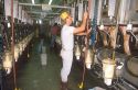 Man using a machine to milk dairy cows.