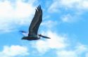 Florida brown pelican flying through the air.
