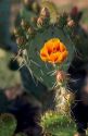 Prickly pear cactus blossom in Arizona.
