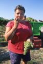 French woman tasting grapes at harvest time.