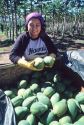 Hawaiian female worker at a papaya plantation in kauai, Hawaii.