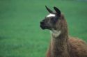 A llama in Stamping Grounds, Kentucky.