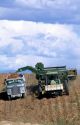 Potato harvest in Canyon County, Idaho.