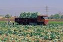 Cabbage harvest near Santiago, Chile.