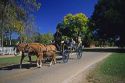 A horse drawn carriage in colonial Williamsburg, Virginia.