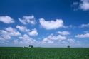 A soy bean farm near Carlinville, Illinois.