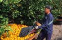 A worker picks oranges in Lake Alfred, Central Florida.
