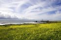 Pigeon Point Lighthouse near Half Moon Bay, California with a field of oxalis (sourgrass) flowers.