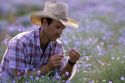 A farmer looking at a field of Flax in Idaho.