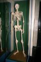A human skeleton.