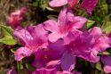 Azalea shrud in bloom.