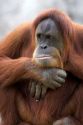 Orangutan at the Audubon Zoo in New Orleans, Louisiana.