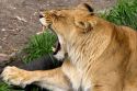 Lion yawning at the Audubon Zoo in New Orleans, Louisiana.