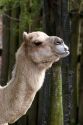 Camel at the Audubon Zoo in New Orleans, Louisiana.