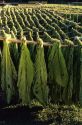 Tobacco curing in the Philippines.