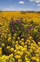A field of yellow bladderpod and purple wild flowers near Artesia, New Mexico.