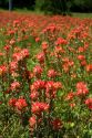 Indian paintbrush wildflowers in Texas.