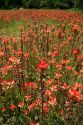 Indian paintbrush wildflowers in Texas.