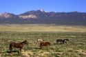 Horses grazing on rangeland near Cortez, Colorado.